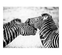 Cute Zebra Couple Wall Art Print