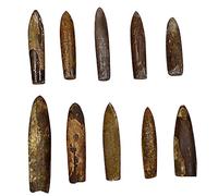 CVUTOVO Creative Belemnite Specimen Paleontology Teaching Material for Natural History Collection Safe Decor for Classroom and Home Education