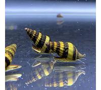 CWA Assassin Snails for Freshwater Aquariums - Effective Pest Control with Clea Helena Snails (Pack of 2)
