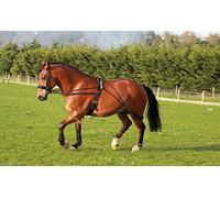 Cwell Equine New Horse Lunging Training aid Black one size fits all (BLACK)