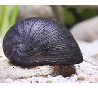 CWP 2x Black Military Nerite Helmet Snail Algae Eater Fish Tank Aquarium