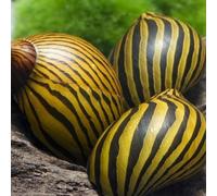 CWP Premium Quality Zebra Nerite Snail (Neritina Natalensis) 2cm - Freshwater Aquarium Algae Eater and Cleaner (3 Zebra Snails)