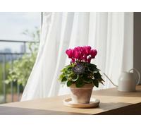 Cycl Per Garden Patio Mixed Pot Size 10.5 Cm Diameter 20 Cyclamen Persicum Green Leaf E Indoor Houseplant