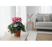 Cycl Per Ss Garden Mixed Fuji Pot Size 10.5 Cm Diameter 20 Persian Cyclamen Indoor Houseplant