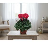 Cycl Per Ss Rood Pot Size 10.5 Cm Diameter 17.5 Red Cyclamen Indoor Houseplant