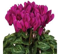 Cyclamen 'Carino Dark Violet' Plug Plant x4. Winter bedding flowers. Suitable for use as a houseplant. Bedwen Plants Online Garden Centre.
