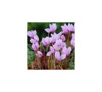 CYCLAMEN hederifolium by SeedsPlantsBulbs