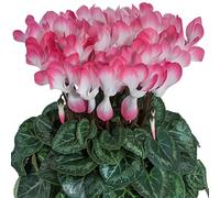 Cyclamen 'Indiaka Salmon' 9cm Plant x 2. Winter bedding flowers. Suitable for use as a houseplant. Bedwen Plants Online Garden Centre.