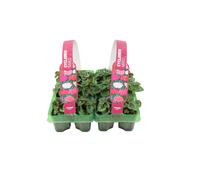 Cyclamen Mixed - Colourful Garden Plants for Pots and Borders
