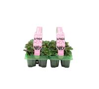 Cyclamen Pink 6 Pack x 2 12 Plants - Vibrant Hardy Garden Plants