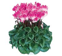 Cyclamen plug plants. 'Halios F1 Funflame Magenta'. Sow Bread. Winter bedding flowers. Plug Plant x 3. Available from Bedwen Plants