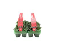 Cyclamen Red 6 Pack x 2 (12 Plants) - Bright & Colourful Garden Plants for Outdoors