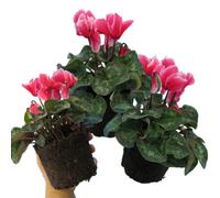 Cyclamen Rouge Flame Pack Of 3 Bicolour Flowering Outdoor Plants In 1Ltr Pots