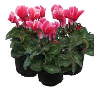 Cyclamen Rouge Flame Pack Of 6 Bicolour Flowering Outdoor Plants In 1Ltr Pots