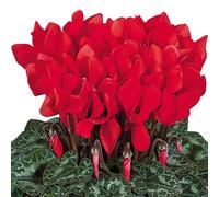 Cyclamen 'Tianis Scarlet Red' 9cm Plant x 2. Winter bedding flowers. Suitable for use as a houseplant. Bedwen Plants Online Garden Centre.