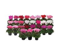 Cyclamen 'Verano Mix' Plug Plant x4. Winter bedding flowers. Suitable for use as a houseplant. Bedwen Plants Online Garden Centre.