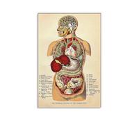 CYPGTBCK Vintage Anatomy Poster human Body Organ Systems knowledge Canvas Art Poster And Wall Art Picture Print Modern Family Bedroom Decor Posters 16x24inch(40x60cm)