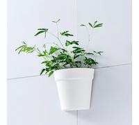 Cyrank Wall Planter, Plastic Half Circle Plant Pot Wall Mounted Plant Holder Hanging Planter with Adhesive Sticker for Indoor Outdoor