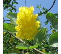 Cytisus battandieri Yellow Tail Pineapple Broom Tree - 5-6ft, 12L Pot | RHS AGM | TREE_CYTYTA_12L