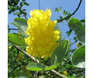 Cytisus battandieri Yellow Tail Pineapple Broom Tree - 5-6ft, 12L Pot | RHS AGM | TREE_CYTYTA_12L