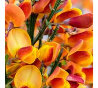 Cytisus ‘Killiney Red’ 1L