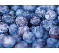 Czar Plum Fruit Tree 4-5Ft Bare Root Tree By Direct Plants