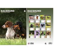 Dachshund 2026 Calendar - A3 Size 30 x 42 cm, 12 Months of Great Photography