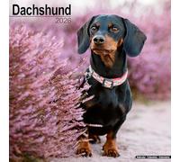 Dachshund 2026 Calendar | Square Wall Calendar | Dog Breed Gift | Plastic Free Packaging | by Avonside Publishing