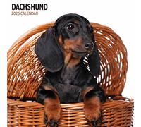 Dachshund 2026 Modern Calendar