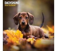 Dachshund 2026 Traditional Calendar