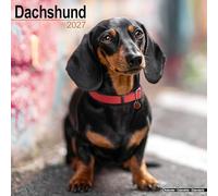 Dachshund 2027 Calendar | Square Wall Calendar | Dog Breed Gift | Plastic Free Packaging | by Avonside Publishing