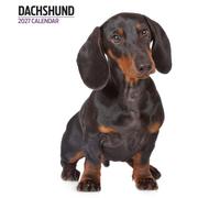 Dachshund 2027 Modern Calendar