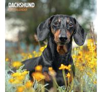 Dachshund 2027 Traditional Calendar