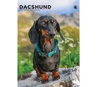 DACHSHUND DOG 2027 Calendar, A3, Full Colour, Wirobound (CRU)