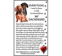 Dachshund Dog Gift (I Learned from my Dachshund) Gift - Large Fun flexible Fridge Magnet- size 16cms x 10 cms (approx. 6" x4")