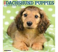 Dachshund Puppies 2025 Wall