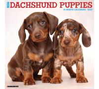 Dachshund Puppies 2027 Wall