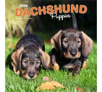 Dachshund Puppies - Dackel Welpen 2026 - 16-Monatskalender: Original BrownTrout-Kalender [Mehrsprachig] [Kalender]