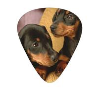 Dachshund Puppies Pets Dogs Small Dachshund,12 Pcs Guitar Pick,3 Different Thickness Plectrums for Acoustic Guitar Bass Ukulele (0.46mm 0.96mm 0.71mm)