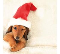 Dachshund Sausage Dog in Santa Hat Photographic Festive Animals Pack of 6 Charity Christmas Cards - Premium Board - Great British Card Company (Festive Pup)