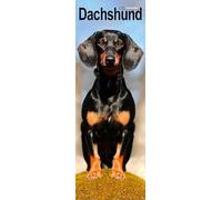 Dachshund Slim 2026 Calendar | Slimline Wall Calendar | Dog Breed Gift | Plastic Free Packaging | by Avonside Publishing