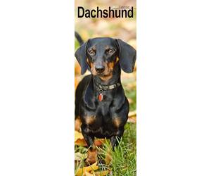 Dachshund Slim 2027 Calendar | Slimline Wall Calendar | Dog Breed Gift | Plastic Free Packaging | by Avonside Publishing