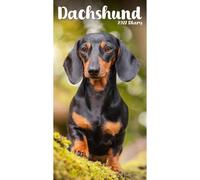 Dachshund Slim Diary 2027, General Diaries, Two Week To View, Dogs, Gift