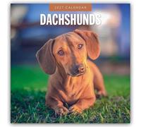Dachshunds 2027 Square Wall Calendar: Original Red Robin Publishing Ltd-Kalender [Mehrsprachig] [Kalender]