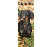 Dachshunds S / AVONSI