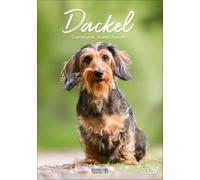 Dackel 2026: Wandkalender mit Fotos von Dackeln. Format 23,5 x 33,5 cm.