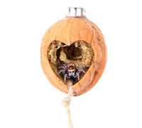 Daerky Walnut Skin Jumping Spider Habitat, Magnetic Hide, Handmade Enclosure Accessories