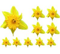 Daffodil Flower Decals Car Stickers Graphics Nursery Wall Window Decorations Art 10 Pack (10)