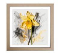Daffodil Gestural Art No.1 Framed Print | 18x18 Inch Oak Framed Wall Art | Ready to Hang | Eclectic Historical Picture | Living Room Bedroom Lounge Office