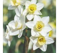 Daffodil Jonquilla Pueblo Creamy-White Petals Lemon-Yellow Cups Fragrant Multiple Flowers Per Stem Spring Display 16 x Bulbs by Thompson and Morgan
